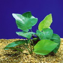 آنوبیاس قهوه